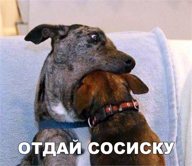 Милые животные. Мимиметр сломался
