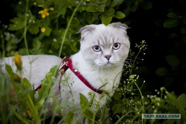 Котовторник 06.12.2011