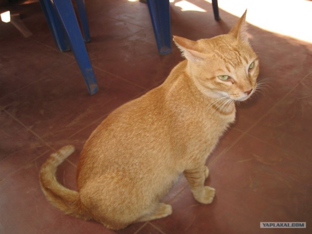 Котовторник (24. 01. 2012 )