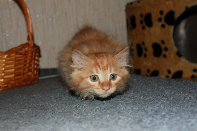 Котовторник (28.02.2012)