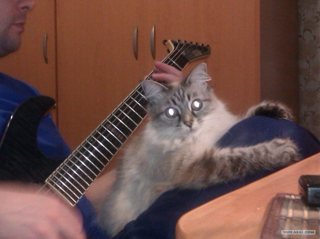 КОТОВТОРНИК (6.03.2012)