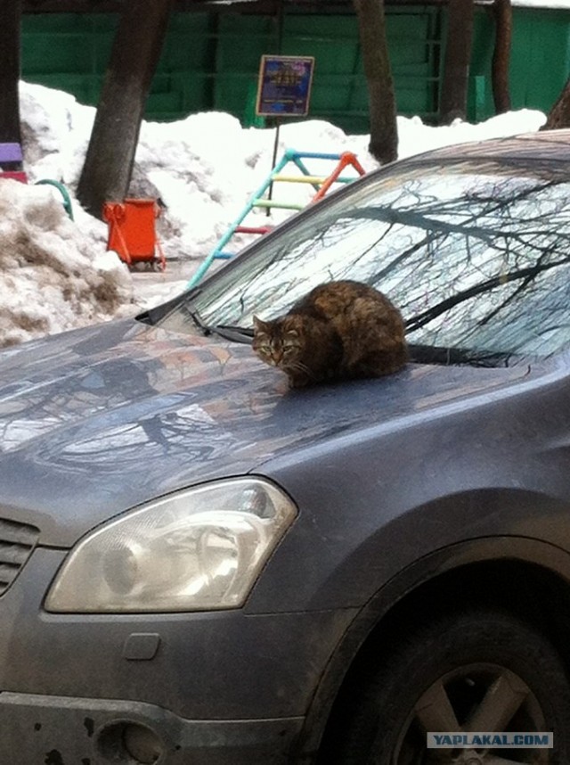 Котовторник 10.04.2012