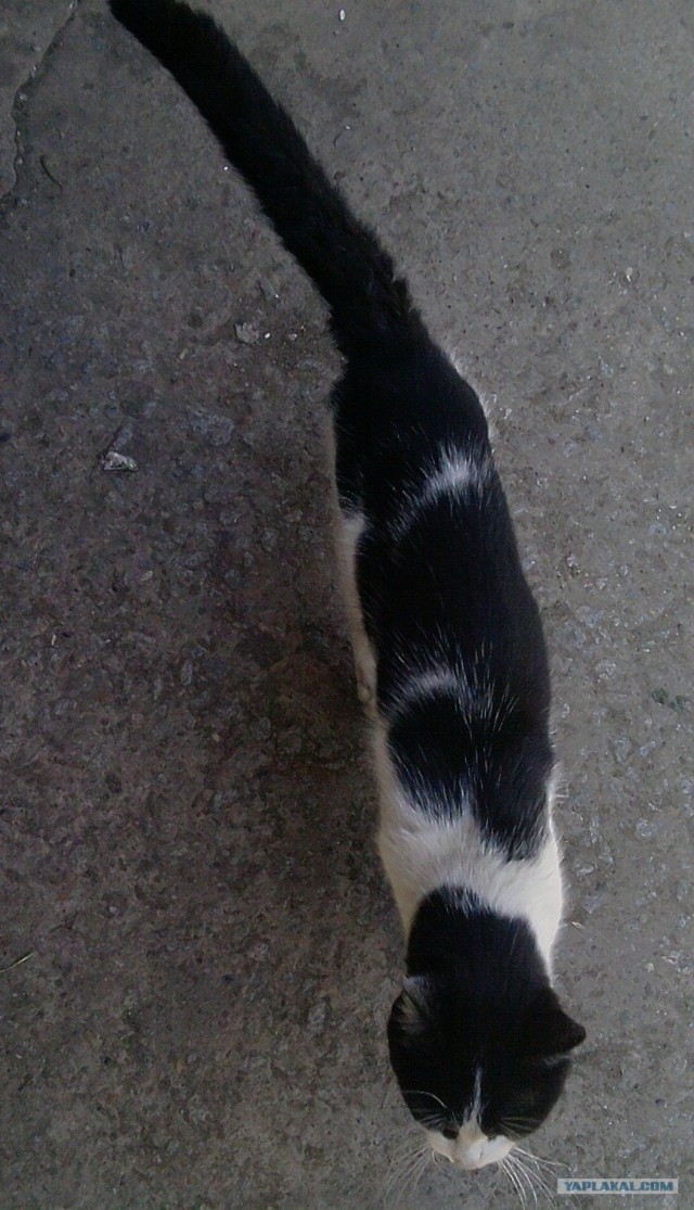Котовторник  19.06.2012