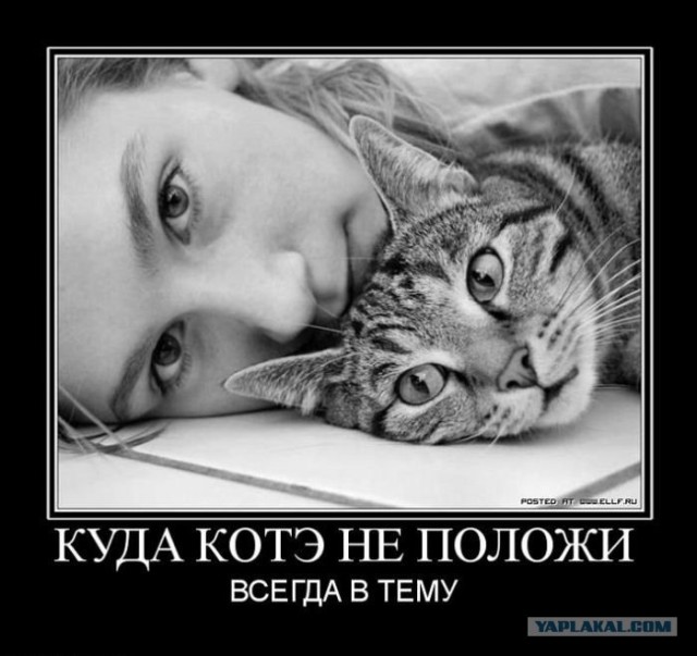 16 лучших котов сезона
