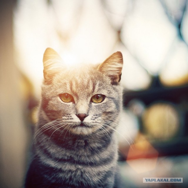 Новогодний Котовторник 01.01.2013