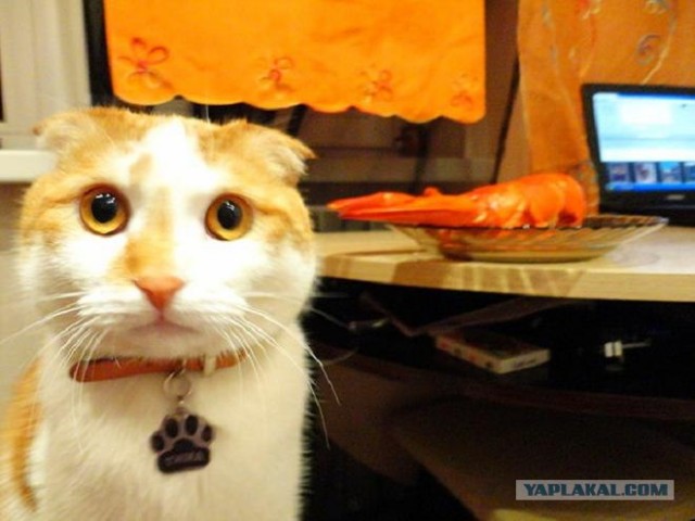 Котовторник 19.02.2013