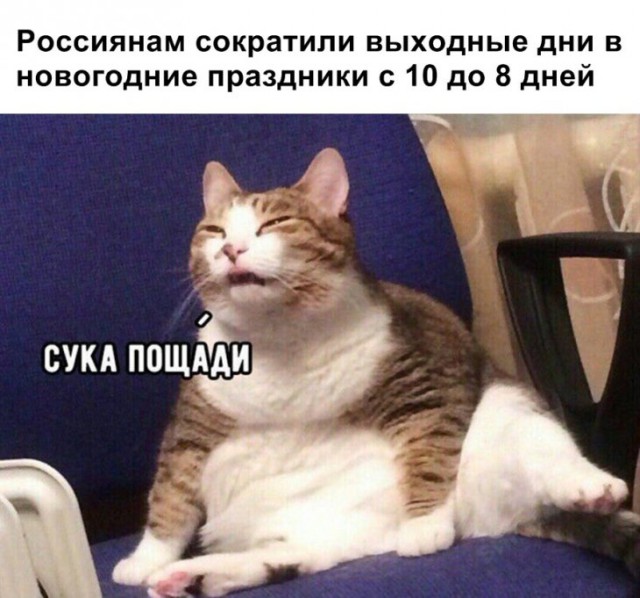 Картинки с надписями, истории и анекдоты