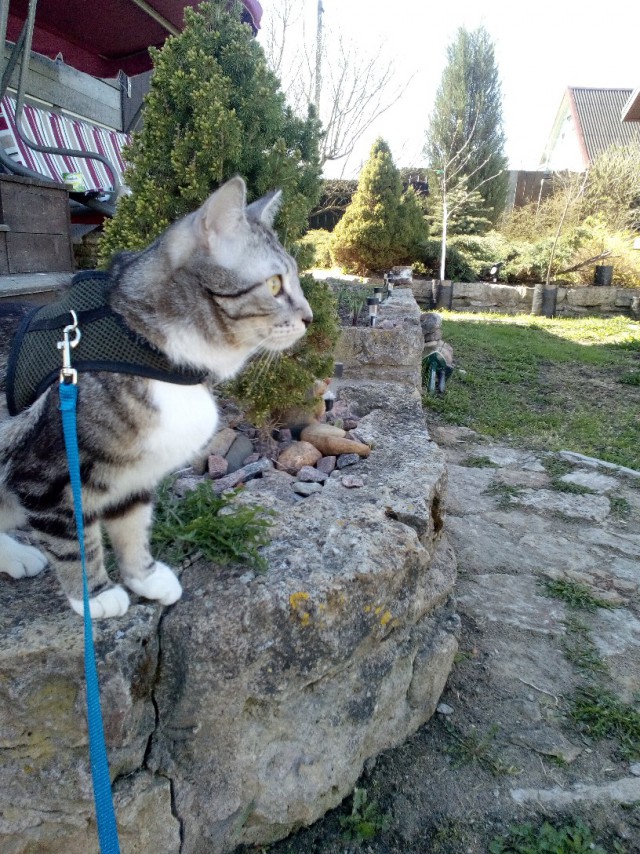 Котовторник однако