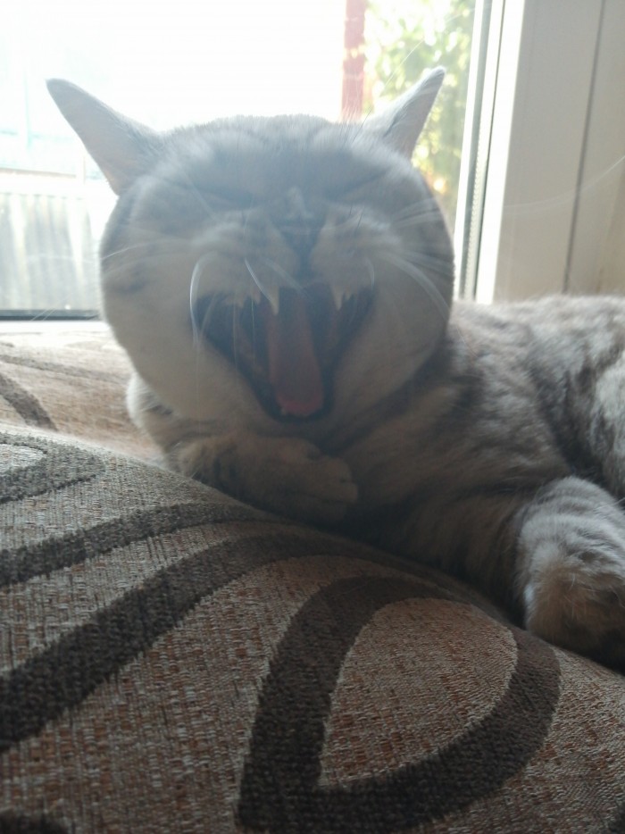 Правильный кот пользуется унитазом, а не лотком