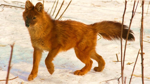 Живность из сети
