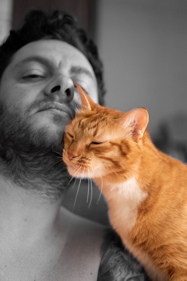 Котовторник от генерала мяу