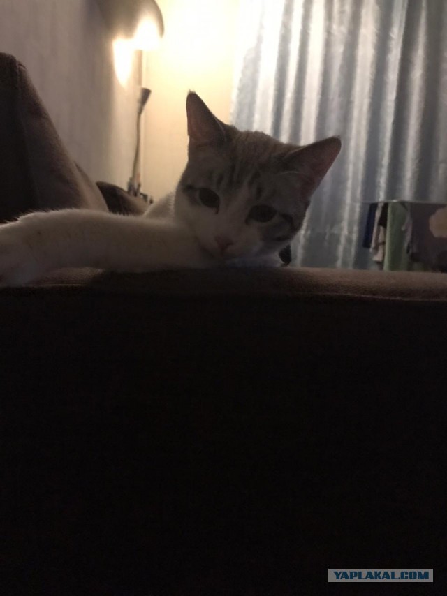 Начнем котоФторник?