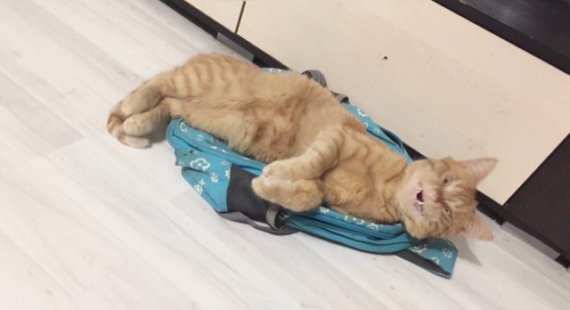 Забавные картинки с котами из сети