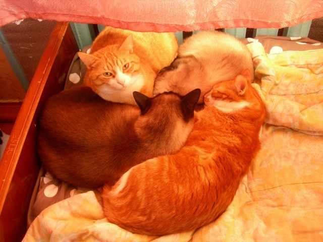 Котовторник 28.01.2020