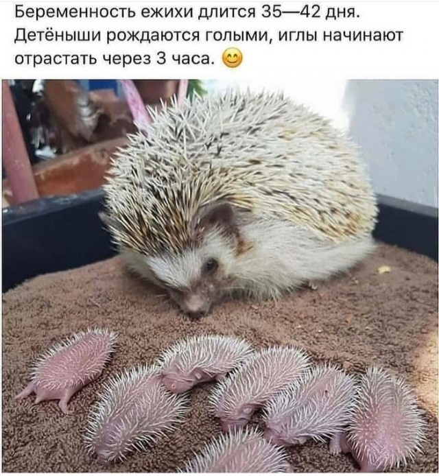 Юмор на любителя