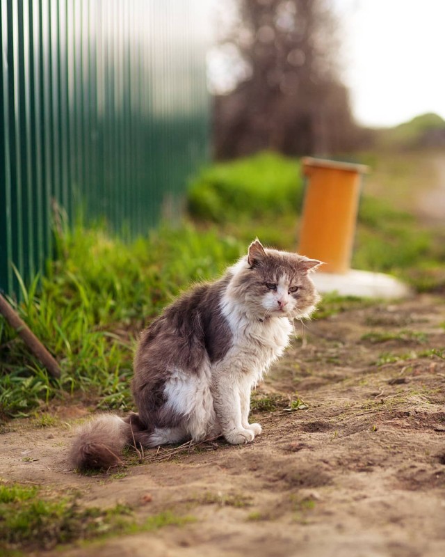 Деревенские котейки