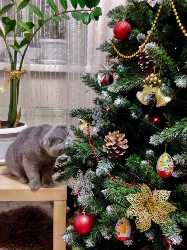 Эти забавные животные