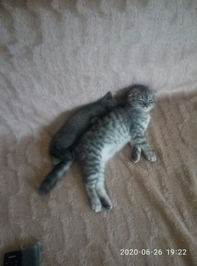 Помогите определить породу кота