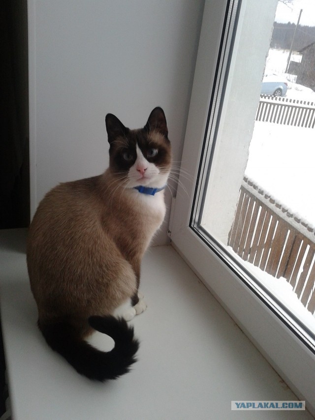 Котовторник 17.11.20