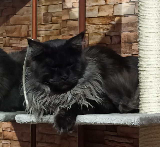 Счастливая семейная пара,кот Джокер и его жена Тиффани