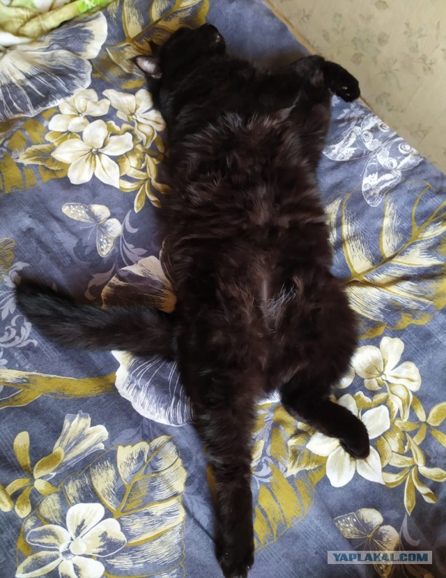 Котовторник. Добавляйте своих