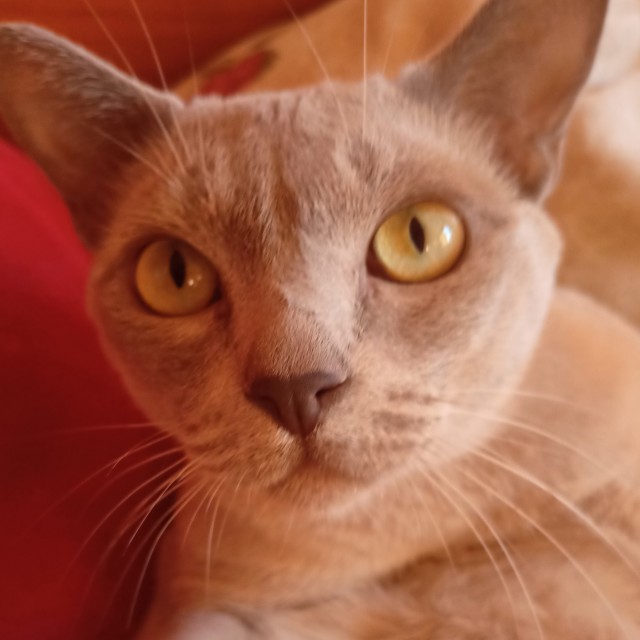 Вторник-кото