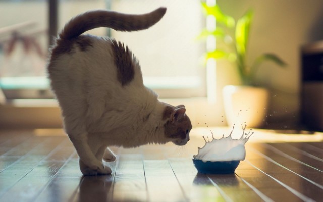 Которник