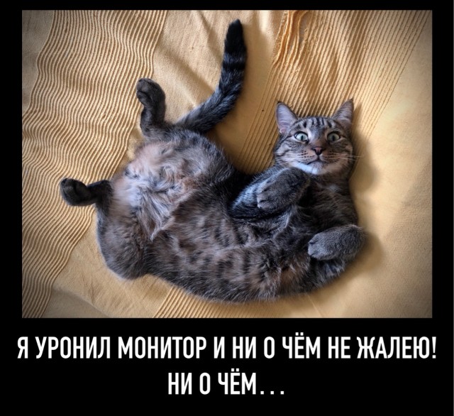 А котовторник уже начался?