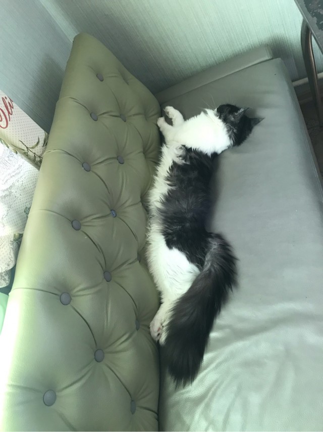 Котики. Разной степени адекватности
