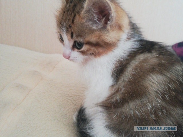 Котовторник (свои добавляем)
