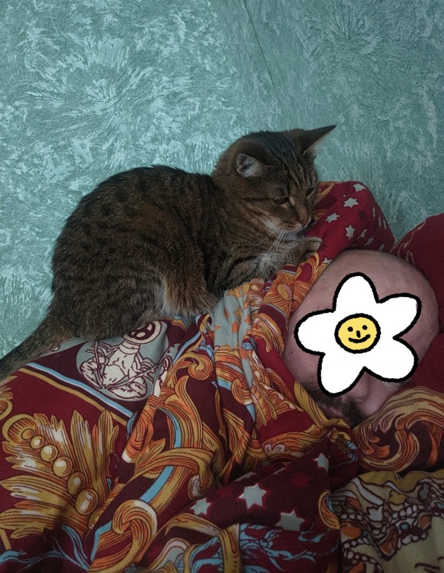 Коты, которые чихать хотели на ваше личное пространство
