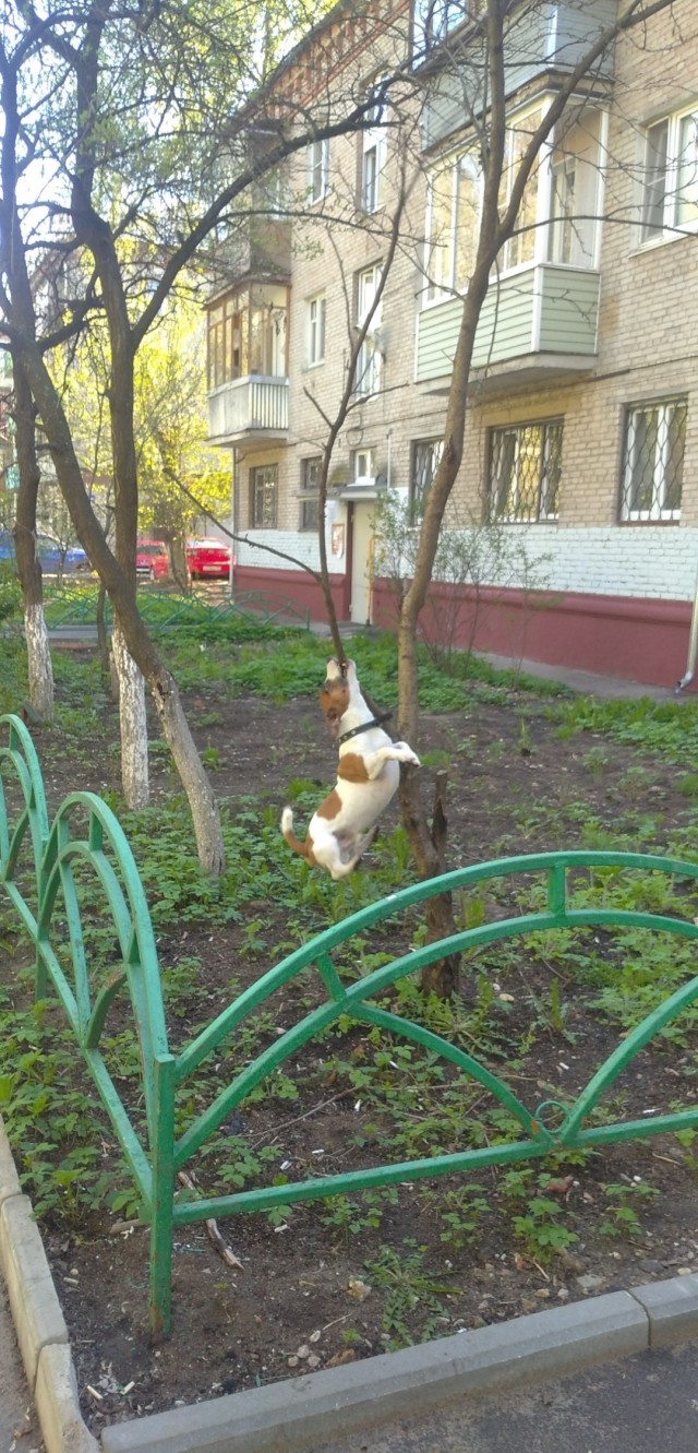 Собакочетверг без собак