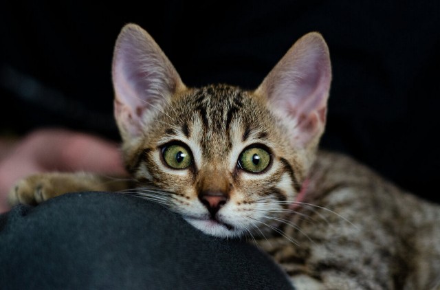 Котовторник вроде.