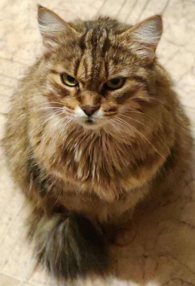 Котовторник