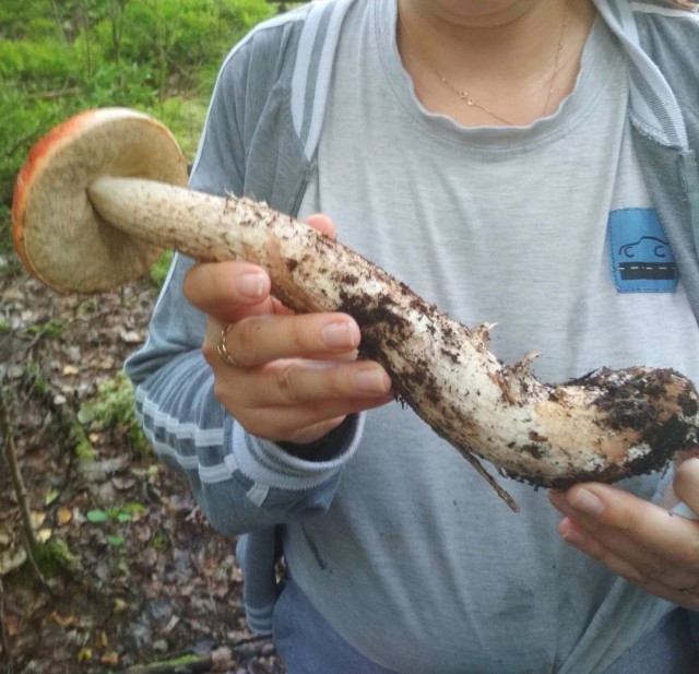 Грибочки