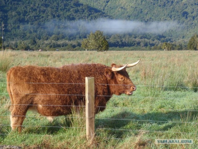 На машине по Новой Зеландии
