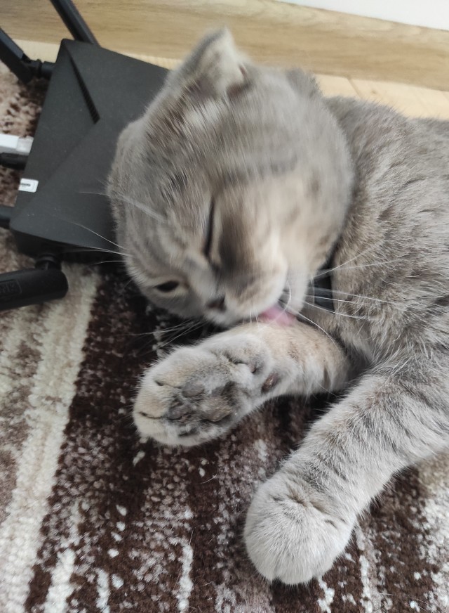 Ура! Котовторник.
