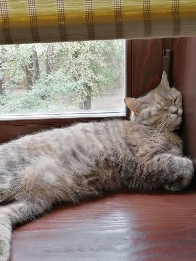 Ура! Котовторник.