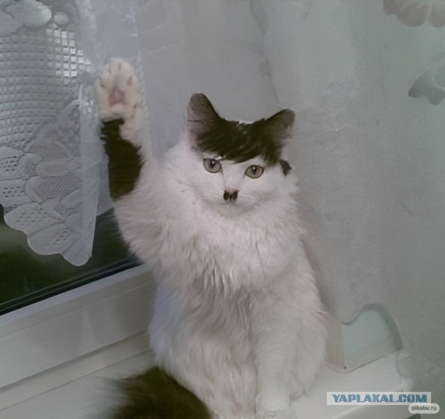 Близнецы, надо полагать