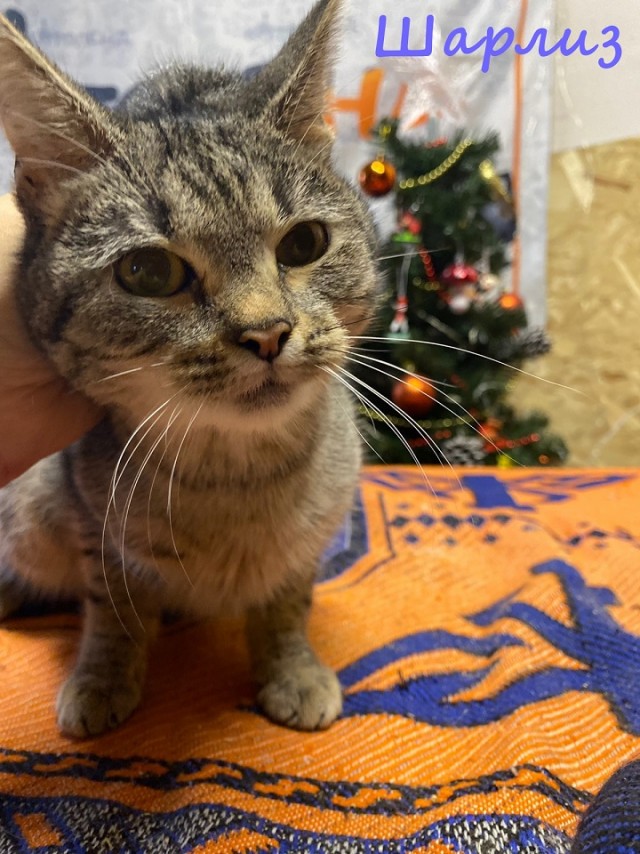 Жизнь домашнего приюта "Котоленд" 369