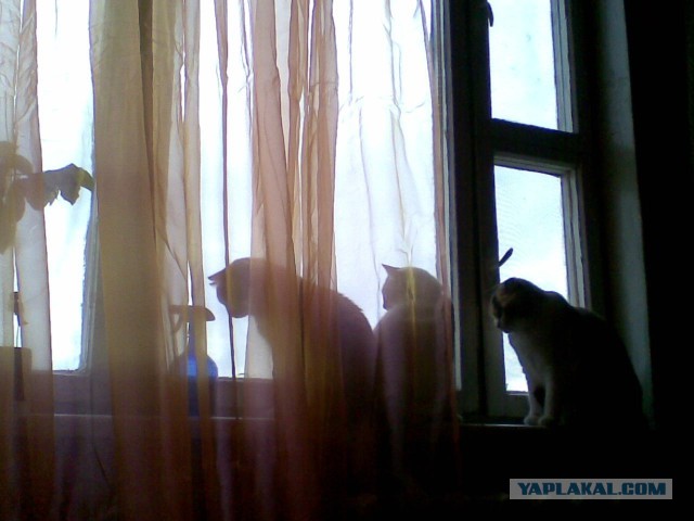 Котовторник 26.03.2013