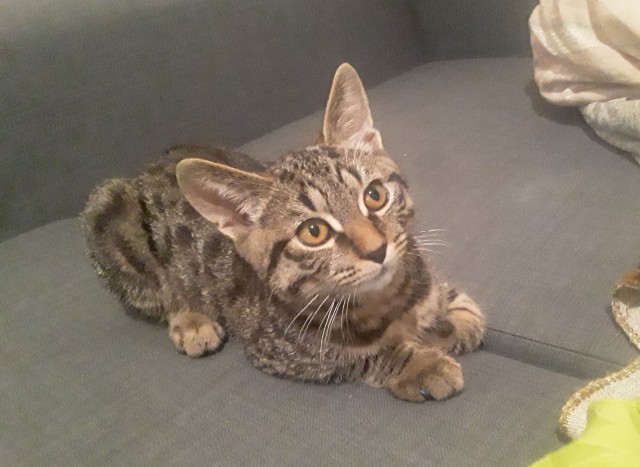 Котик Маркиз