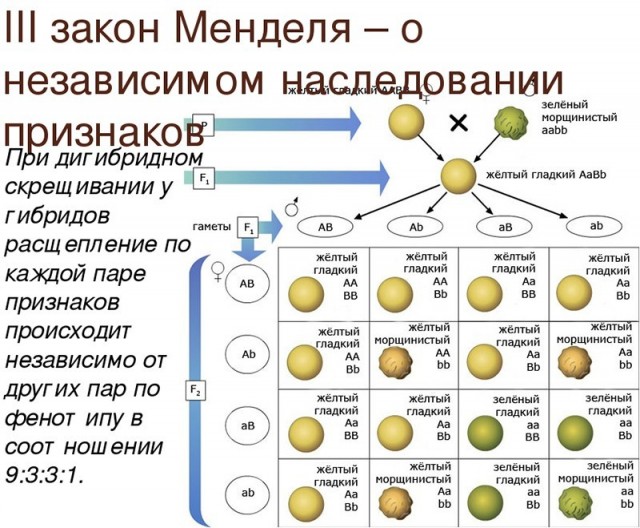 Муж ушел к моей сестре