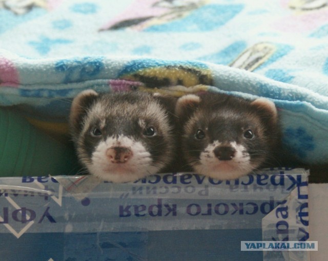 Новорожденные хорята (видео)