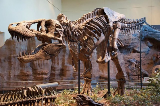 Можем ли мы воскресить динозавров, как в Парке юрского периода?