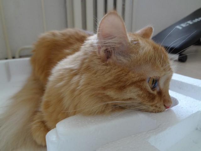 Котовторник 30.04.2013