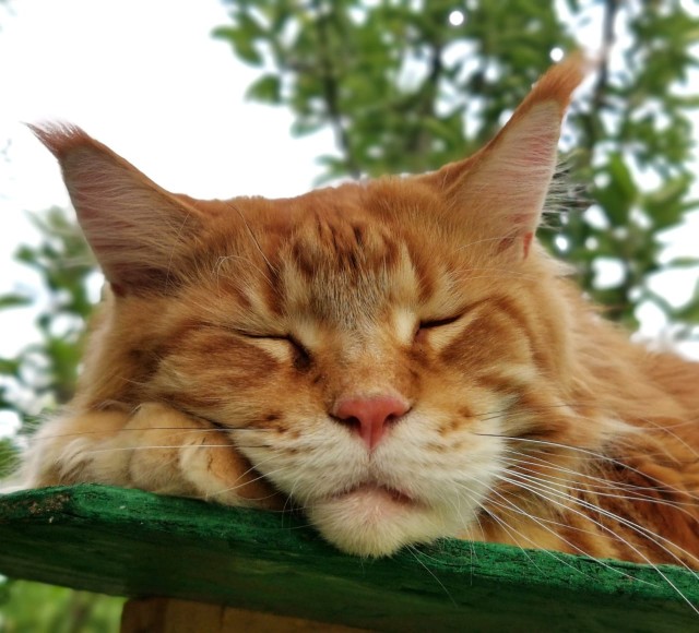 Мэйн-кун!  Котовторнику посвещается!