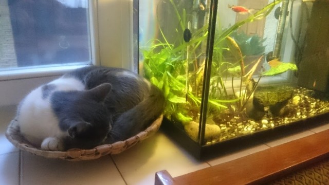 Котовторник, от мала до велика