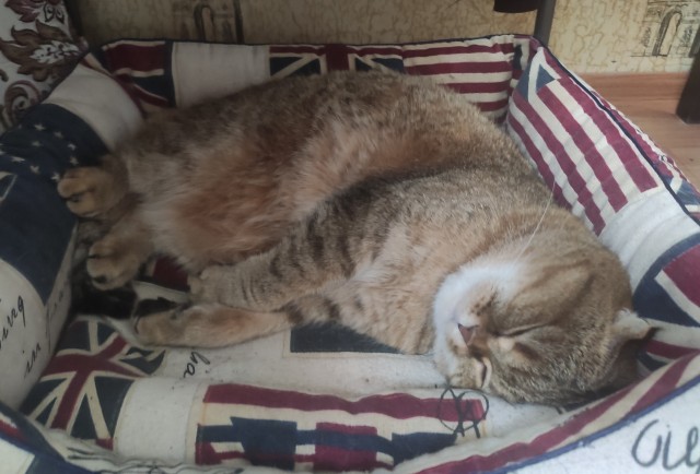 Жизнь с котом в одной картинке