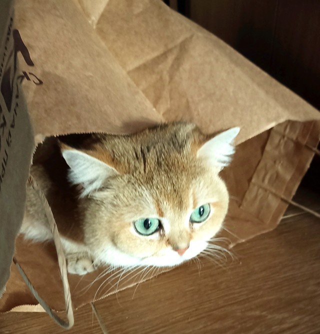 Поверья о кошках